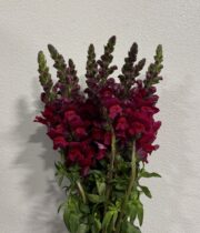 Snapdragons-burgundy