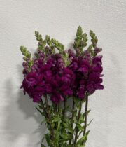 Snapdragons-purple
