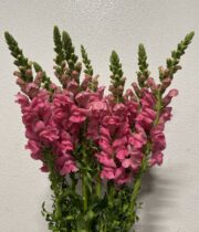 Snapdragons-hot pink