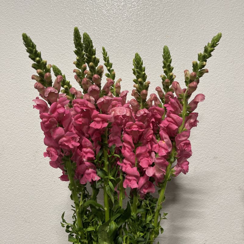 Hot Pink Snapdragons - Florabundance Wholesale Flowers