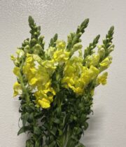 Snapdragons-yellow