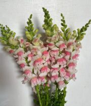 Snapdragons-white/pink