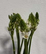 Star of Bethlehem-white