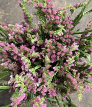 Statice, Sinuata-pink