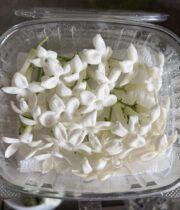 Stephanotis, 25 Blooms