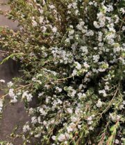 Sterling Range-white