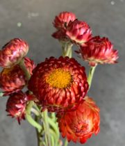 Strawflower-red/burgundy