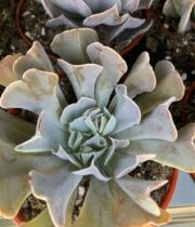 Succulents, extra large 8″