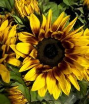 Sunflowers, Ring of Fire-yellow/red