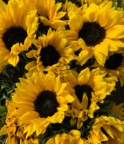 Sunflowers, Sunbright-yellow (regular)