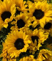 Sunflowers, Mini-yellow