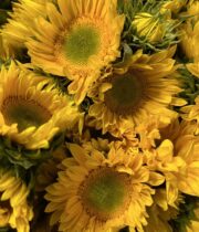 Sunflowers, Sun Beam-yellow