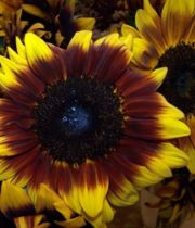Sunflowers, Ring Of Fire-yellow/red