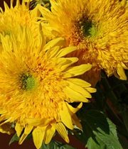 Sunflowers, Teddy Bear-yellow