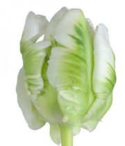 Tulips, Parrot-Supergreen-white
