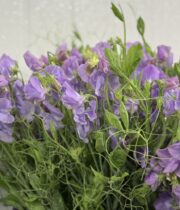 Sweet Peas, vine-lavender