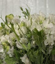 Sweet Peas, vine-white