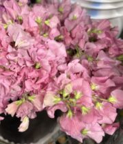 Sweet Peas, domestic-light pink