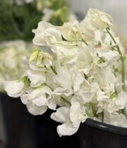 Sweet Peas, domestic-white