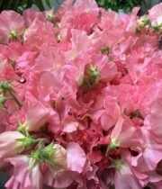 Sweet Peas, import-coral/salmon