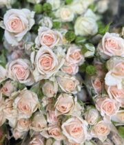 Rose Spray, Sweet Sara-CA