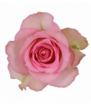 Rose, Sweet Unique-SA