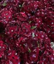 Sweet William-burgundy