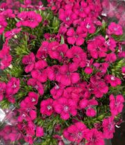 Sweet William-hot pink