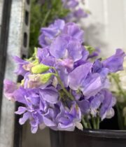 Sweet Peas, domestic-lavender