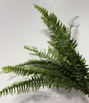 Sword Fern
