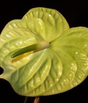 Anthurium, Large-green
