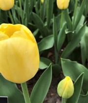Tulips, Greenhouse-yellow