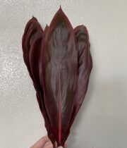 Ti Leaf-red