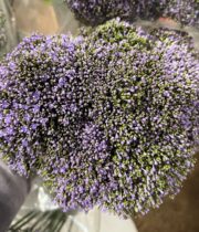 Trachelium-lavender
