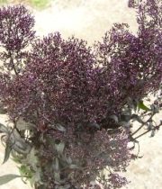 Trachelium-purple