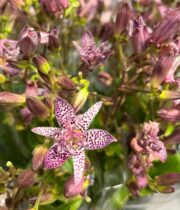 Tricyrtis, Toad Lily-lavender/purple