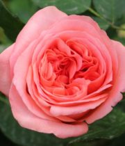 Rose Garden, True Love-CA
