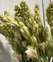 Tuberose-white (10 stems)