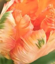 Tulips, Parrot-apricot