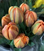 Tulips, Double-orange