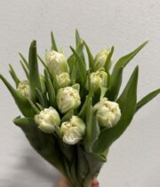 Tulips, Double-white
