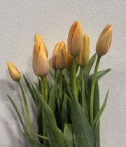 Tulips, French-orange