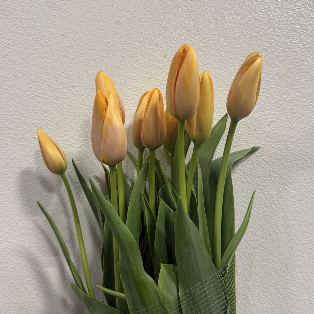 Tulip, French-orange