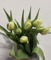 Tulips, French-white