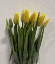 Tulips, French-yellow