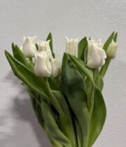 Tulips, Lily-white