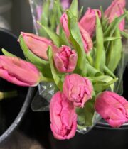 Tulips, Parrot-hot pink