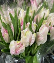 Tulips, Parrot-light Pink