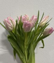 Tulips, Parrot-light pink