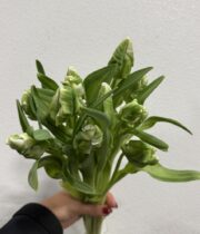 Tulips, Parrot-white